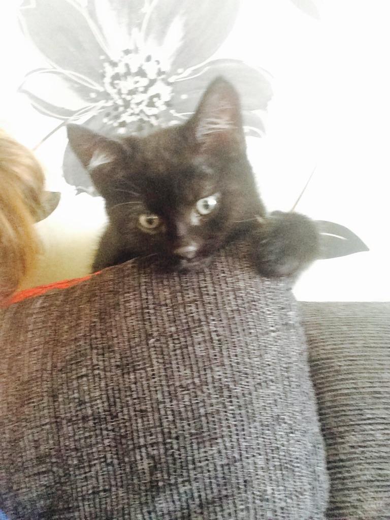 Male kitten | United Kingdom | Gumtree
