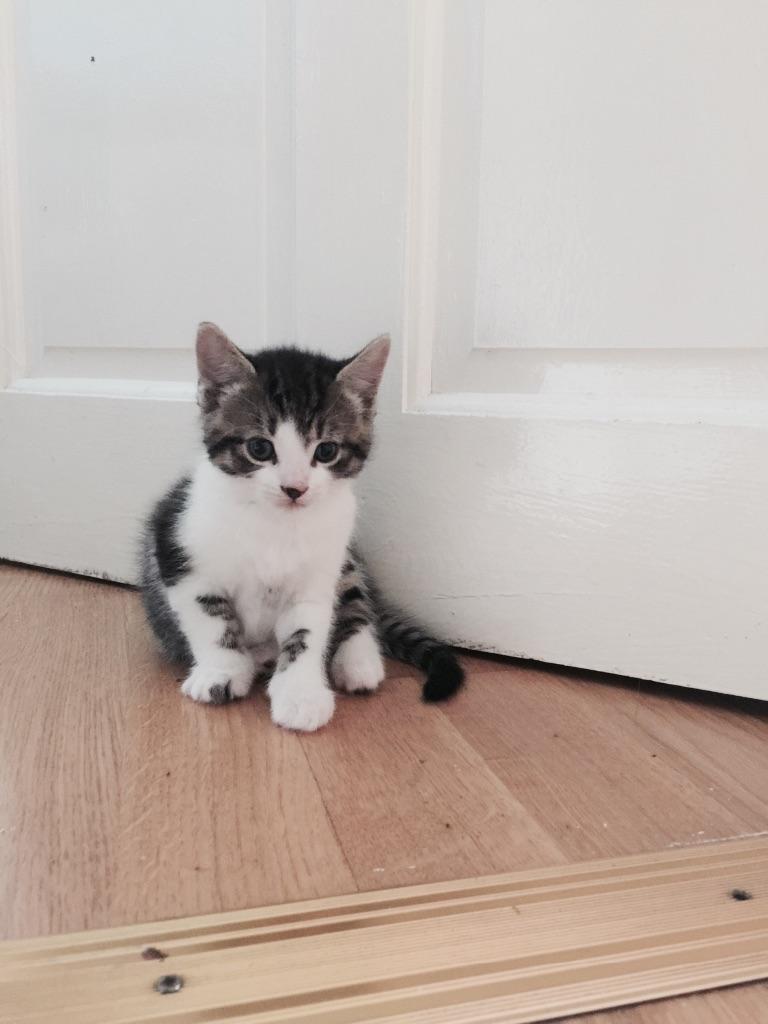 Kittens for sale | United Kingdom | Gumtree