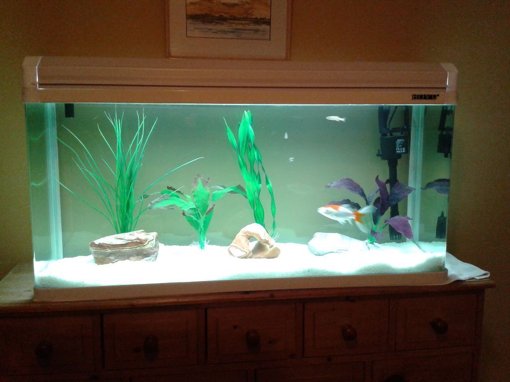 Fish tank with 150l Buy, sale and trade ads - great prices