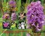 Growing Hardy Orchids (Kew Growing) by Philip Seaton.