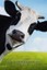 Cute Animal Journal #23: Cow (Blank Pages): 200 Page Journal by Cute Animal.