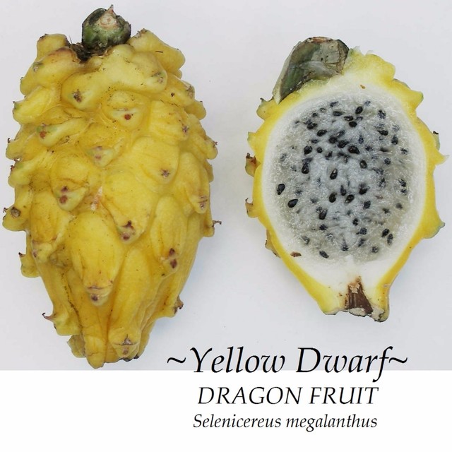 ~YELLOW DWARF~ DRAGON FRUIT Selenicereus megalanthus Pitaya USA!!seller 10 SEEDS
