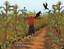 NEW I'm Just A Crow by Cal Davis BOOK (Paperback / softback) Free P&H