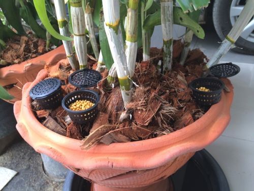 50pcs Fertilizer Basket Osmocote Nursery Orchid Bonsai Tree Flower 50pcs Fertilizer Basket Osmocote Nursery Orchid Bonsai Tree Flower Plant Garden