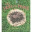 Les Vers De Terre Kalman, Bobbie