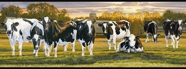 Country Dairy Cow Wallpaper Border Ffr65382b Farm Black White Country Dairy Cow Wallpaper Border Ffr65382b Farm Black White