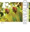 Adobe Illustrator Cs3 Revealed by Chris Botello
