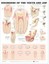 Disorders of the Teeth and Jaw Anatomical Chart by Anatomical Chart Company.