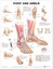 NEW Foot and Ankle Anatomical Chart Paper Unmounted By Anatomical Chart Company