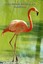 Cute Animal Journal #24: Flamingo (Blank Pages): 200 Page Journal by Cute Animal
