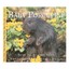 Baby Porcupine by Aubrey Lang (Hardback, 2006)