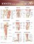 JOINTS OF THE LOWER EXTREMITIES POSTER (66x51cm) ANATOMICAL CHART NEW EDUCATIONA