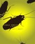 Single Version by Scott Barsotti (English) Paperback Book Free Shipping!