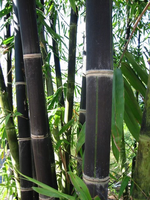 40 Giant Black Java Bamboo Seeds Rare Hard To Find Fast Ebay 40 Giant Black Java Bamboo Seeds Rare Hard To Find Usa Er Fast Shipping