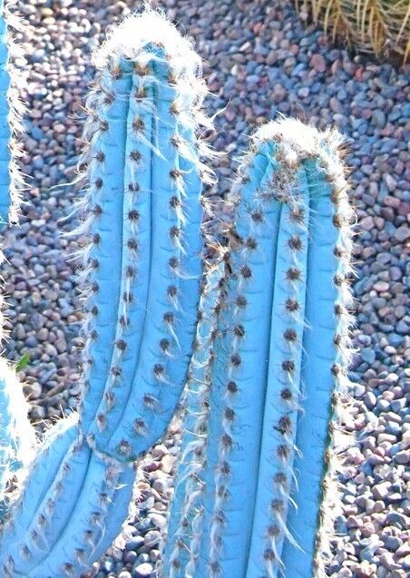 Pilosocereus Pachycladus Blue Color Columnar RARE Cacti ...