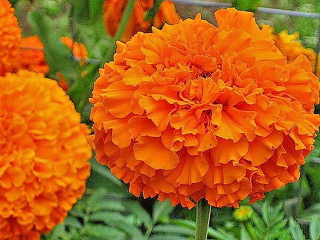 flowers african marigold tagetes erect double hawaii orange flower average erect flower size