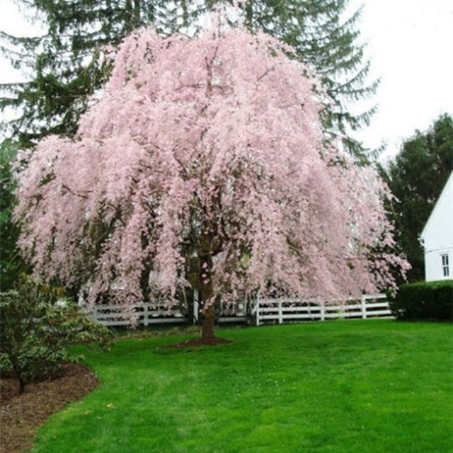 20Pc Pink Fountain Weeping Cherry Tree Seeds Garden Dwarf For Yard Spirited 20Pc Pink Fountain Weeping Cherry Tree Seeds Garden Dwarf For Yard Spirited