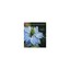 Flowers and Herbs of Early America Griffith, Lawrence/ Lombardi, Barbara Temple