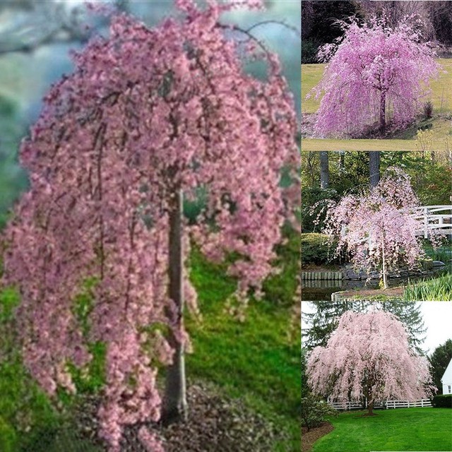 20pc Pink Fountain Weeping Cherry Tree Seeds Garden Dwarf Suitable For Yard 20pc Pink Fountain Weeping Cherry Tree Seeds Garden Dwarf Suitable For Yard