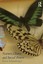Nature, Choice and Social Power by Erica Schoenberger 9780415833875