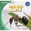 Itty Bitty Ants Baer, Jasper