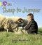 NEW - Sheep to Jumper: Band 03/Yellow (Collins Big Cat Phonics) (PB) 0007507828