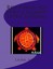 Red Power Sea Turtle Island Lined Journal by Sobol, Laurel Marie -Paperback