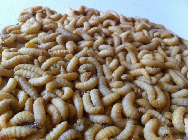 download wax worms for ice fishing