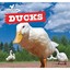 Ducks (Farmyard Friends) - Hardcover NEW Maddie Gibbs (A 2015-01-21