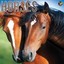 Horses 2016 Calendar