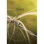 Selah Gould, Nora