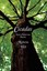 Cicadas: New & Selected Poems by Roberta Hill (Paperback / softback, 2013)