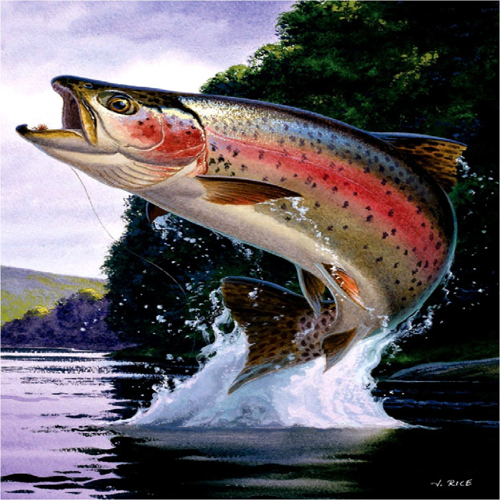 Rainbow Trout Fish Image 1 Coasters Set Of 4 Fabric Top Rubber Res Content Global Inflow Inflowcomponent Technicalissues