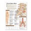 Understanding Low Back Pain Anatomical Chart by Acc.