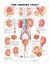 The Urinary Tract Anatomical Chart Poster (20" x 26") NEW anatomy organs