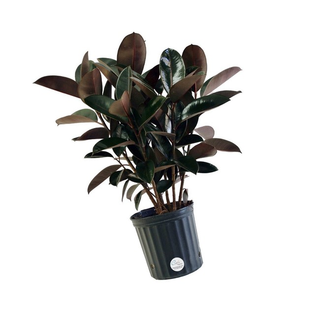 Delray Plants Burgundy Rubber Plant Home in 10\ Delray Plants Burgundy Rubber Plant Home in 10\