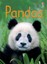 Pandas (Beginners Series) by James Maclaine.