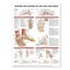 NEW Anatomy and Injuries of the Foot and Ankle By Anatomical Chart Company