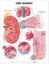 NEW The Kidney Anatomical Chart Paper Unmounted By Anatomical Chart Company