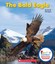 The Bald Eagle by Lisa M. Herrington (English) Library Binding Book Free Shippin