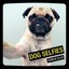 Ellis, Charlie: Dog Selfies