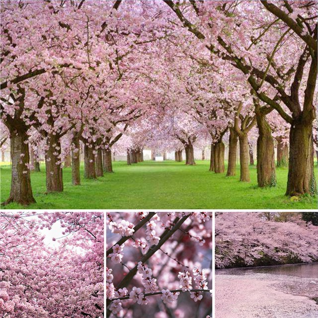 Hup New Hot 20PCS Pink Fountain Weeping Cherry Blossom Bonsai Tree Sakura Flower Hup New Hot 20PCS Pink Fountain Weeping Cherry Blossom Bonsai Tree Sakura Flower