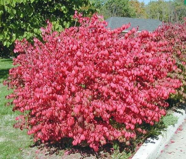 Dwarf Burning Bush Bare Root (euonymus Alatus) | eBay