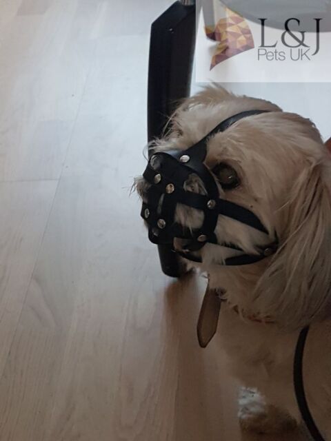 Leather Dog Muzzle For Shih Tzu And Other Flat Face Faced Short Picture 11 Of