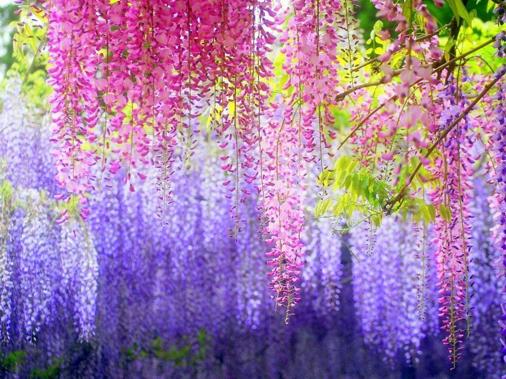 10 Blue Chinese Wisteria Seeds Purple Floribunda Wisteria Vine ... 10 Blue Chinese Wisteria Seeds Purple Floribunda Wisteria Vine ...