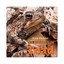 Hidden Life of a Toad by Doug Wechsler (Hardback, 2017)