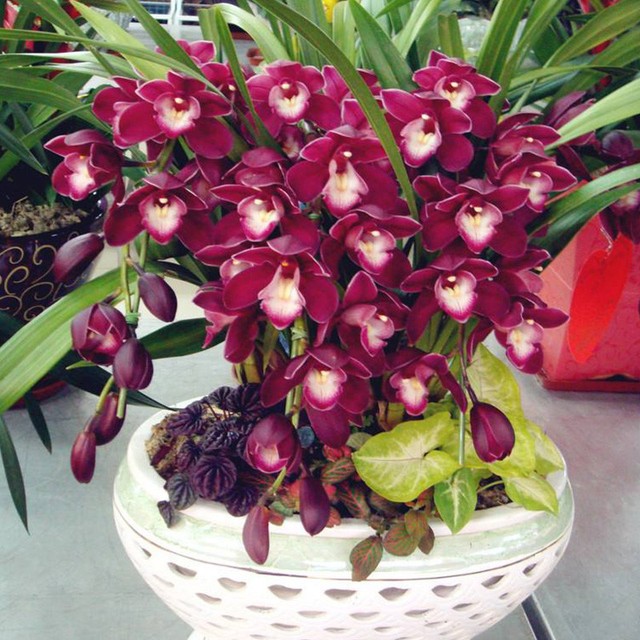 100pcs Chinese Cymbidium Orchid Flower Seeds Indoor Potted Home ... 100pcs Chinese Cymbidium Orchid Flower Seeds Indoor Potted Home ...
